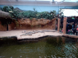 Nile Crocodiles at the Hippopotamus and Crocodile enclosure at the Safaripark Beekse Bergen