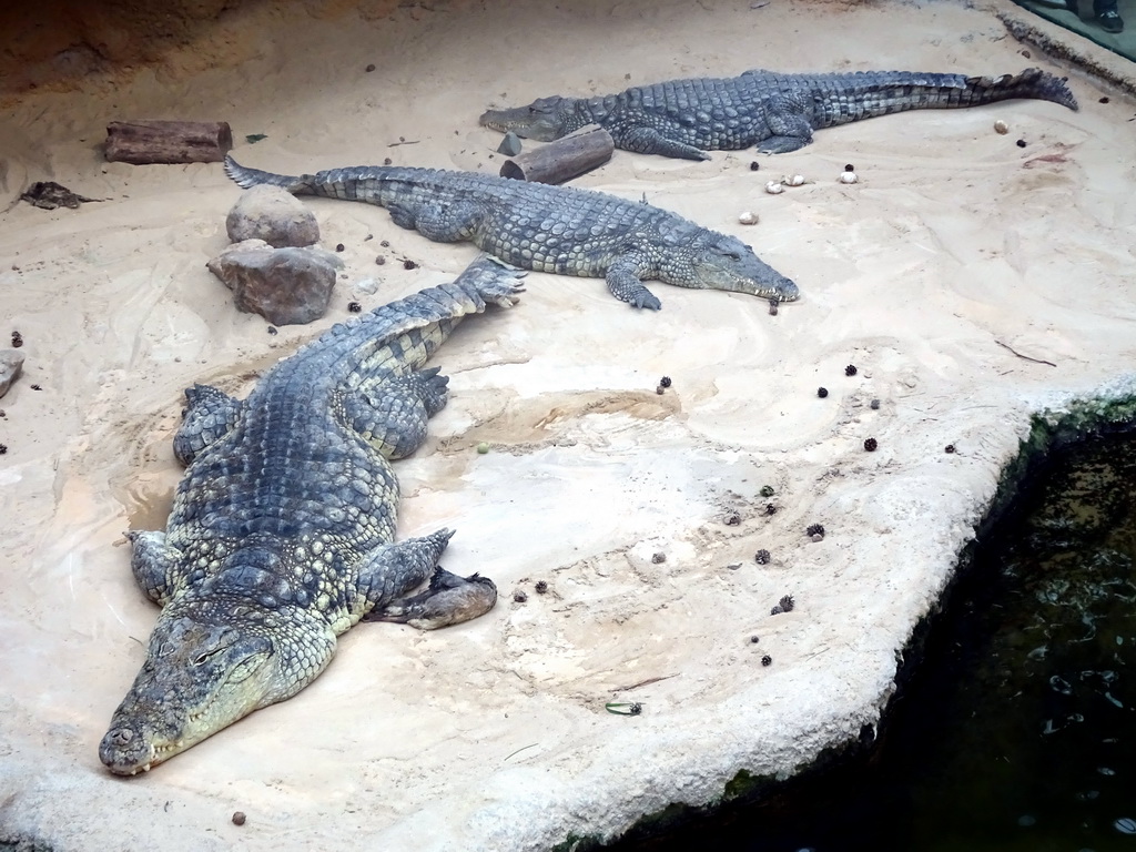 Nile Crocodiles at the Hippopotamus and Crocodile enclosure at the Safaripark Beekse Bergen