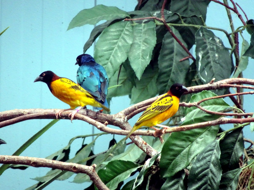 Birds at the Hippopotamus and Crocodile enclosure at the Safaripark Beekse Bergen