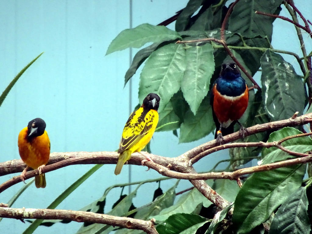 Birds at the Hippopotamus and Crocodile enclosure at the Safaripark Beekse Bergen