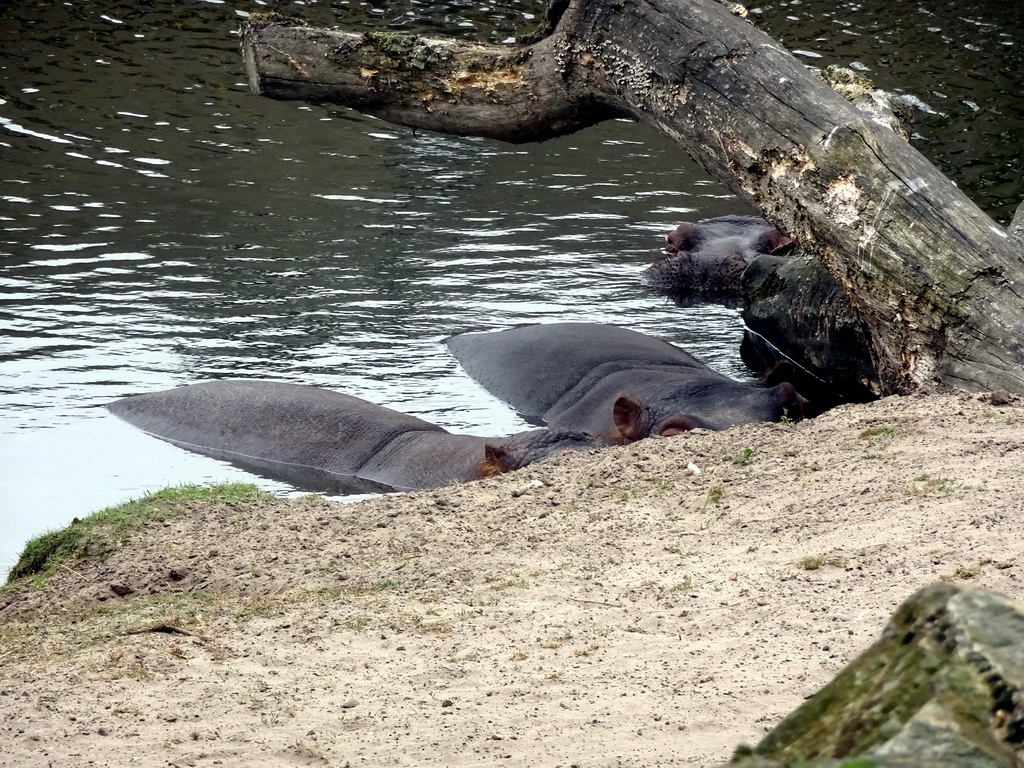 Hippopotamuses at the Safaripark Beekse Bergen