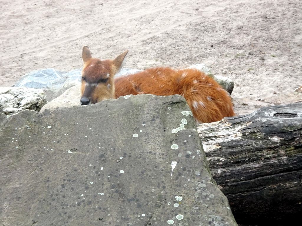 Deer at the Safaripark Beekse Bergen