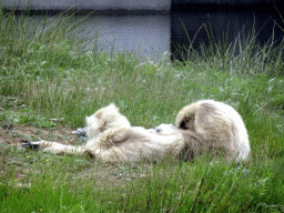 Gibbons at the Safaripark Beekse Bergen, viewed from the Kongo Restaurant