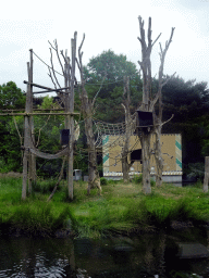 Gibbons at the Safaripark Beekse Bergen, viewed from the Kongo Restaurant