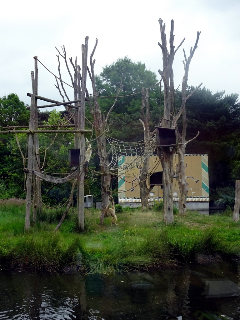 Gibbons at the Safaripark Beekse Bergen, viewed from the Kongo Restaurant