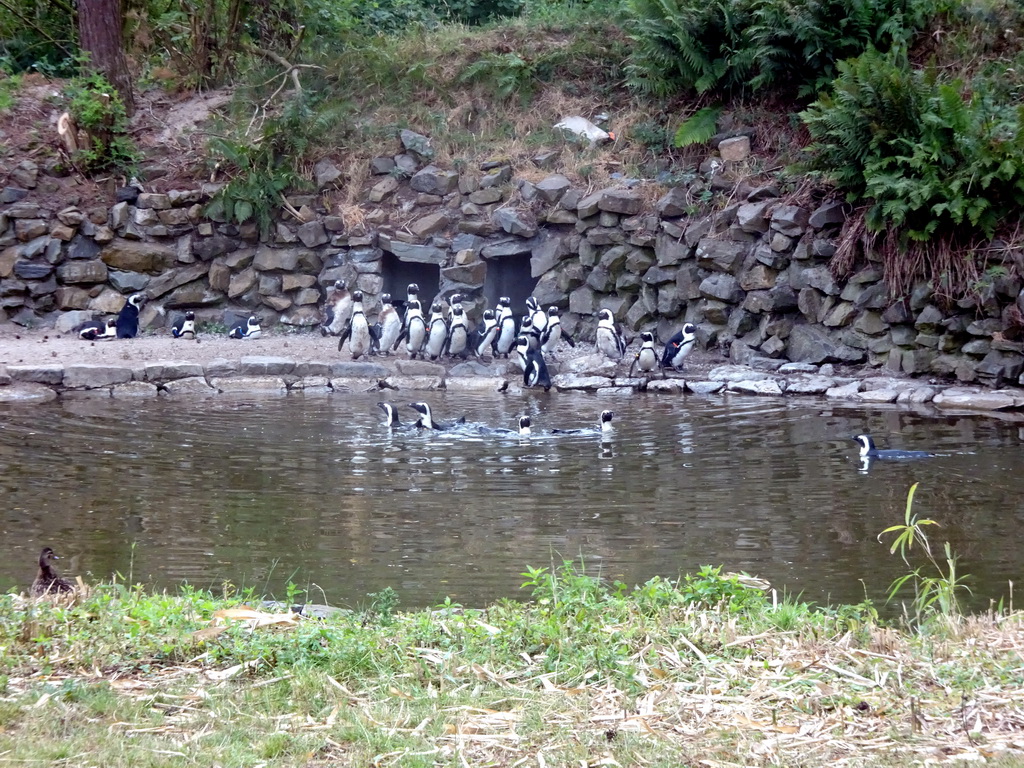 African Penguins at the Safaripark Beekse Bergen