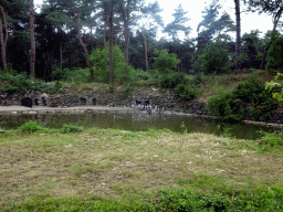 African Penguins at the Safaripark Beekse Bergen