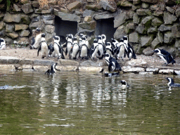 African Penguins at the Safaripark Beekse Bergen