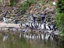 African Penguins at the Safaripark Beekse Bergen