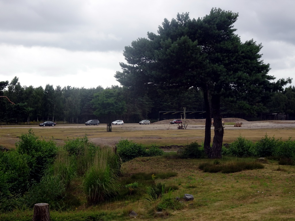 Cars doing the Autosafari at the Safaripark Beekse Bergen, viewed from the Birds of Prey Safari area