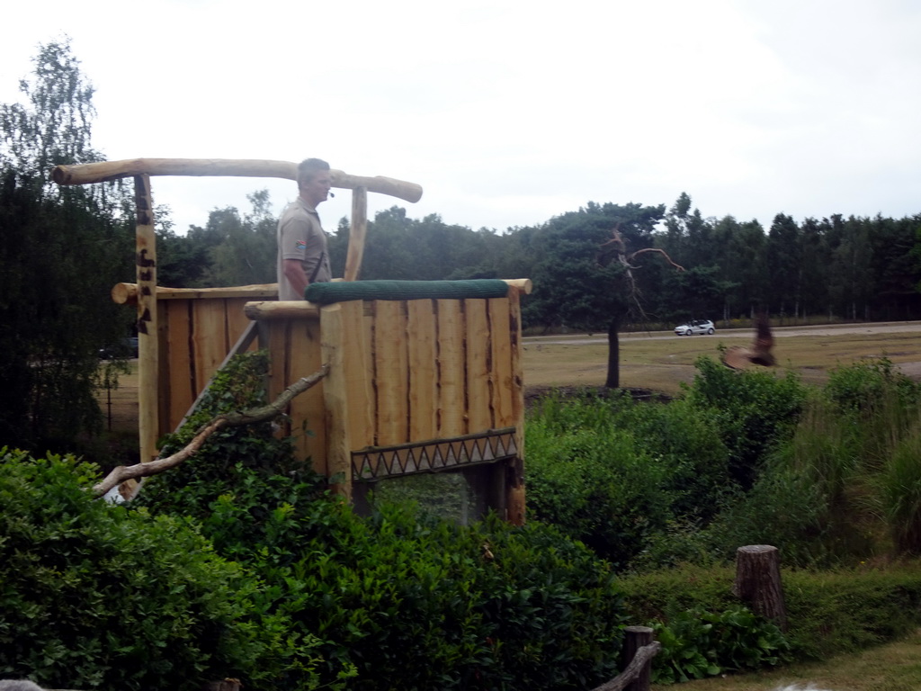 Zookeeper and Falcon at the Safaripark Beekse Bergen, during the Birds of Prey Safari