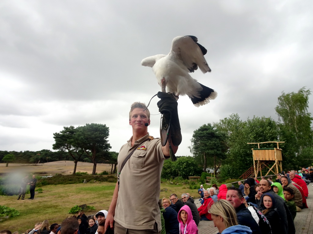 Zookeeper and White-bellied Sea Eagle at the Safaripark Beekse Bergen, during the Birds of Prey Safari