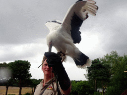 Zookeeper and White-bellied Sea Eagle at the Safaripark Beekse Bergen, during the Birds of Prey Safari