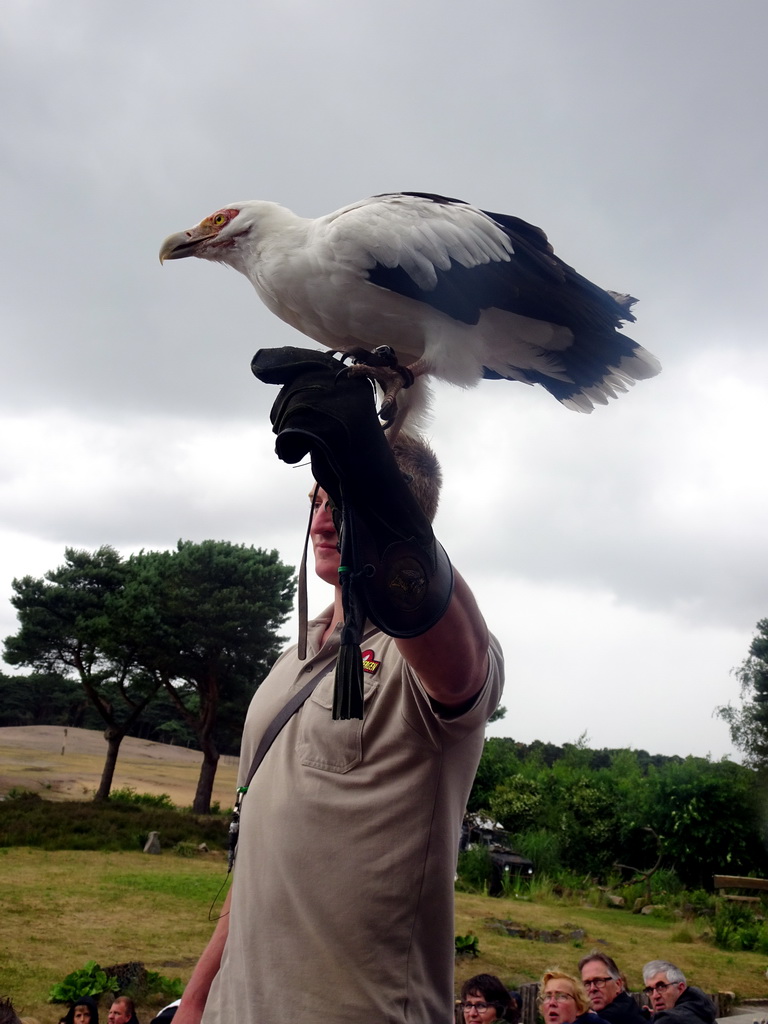 Zookeeper and White-bellied Sea Eagle at the Safaripark Beekse Bergen, during the Birds of Prey Safari