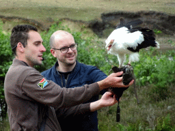 Zookeeper, visitor and White-bellied Sea Eagle at the Safaripark Beekse Bergen, during the Birds of Prey Safari