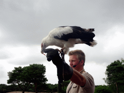 Zookeeper and White-bellied Sea Eagle at the Safaripark Beekse Bergen, during the Birds of Prey Safari