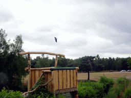 Bald Eagle at the Safaripark Beekse Bergen, during the Birds of Prey Safari