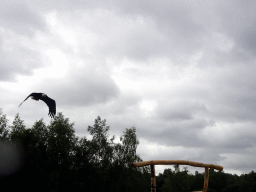 Bald Eagle at the Safaripark Beekse Bergen, during the Birds of Prey Safari