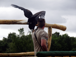 Zookeeper and Bald Eagle at the Safaripark Beekse Bergen, during the Birds of Prey Safari