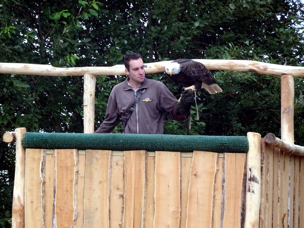 Zookeeper and Bald Eagle at the Safaripark Beekse Bergen, during the Birds of Prey Safari