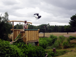 Zookeeper and Bald Eagle at the Safaripark Beekse Bergen, during the Birds of Prey Safari