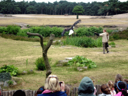 Zookeeper and Bald Eagle at the Safaripark Beekse Bergen, during the Birds of Prey Safari