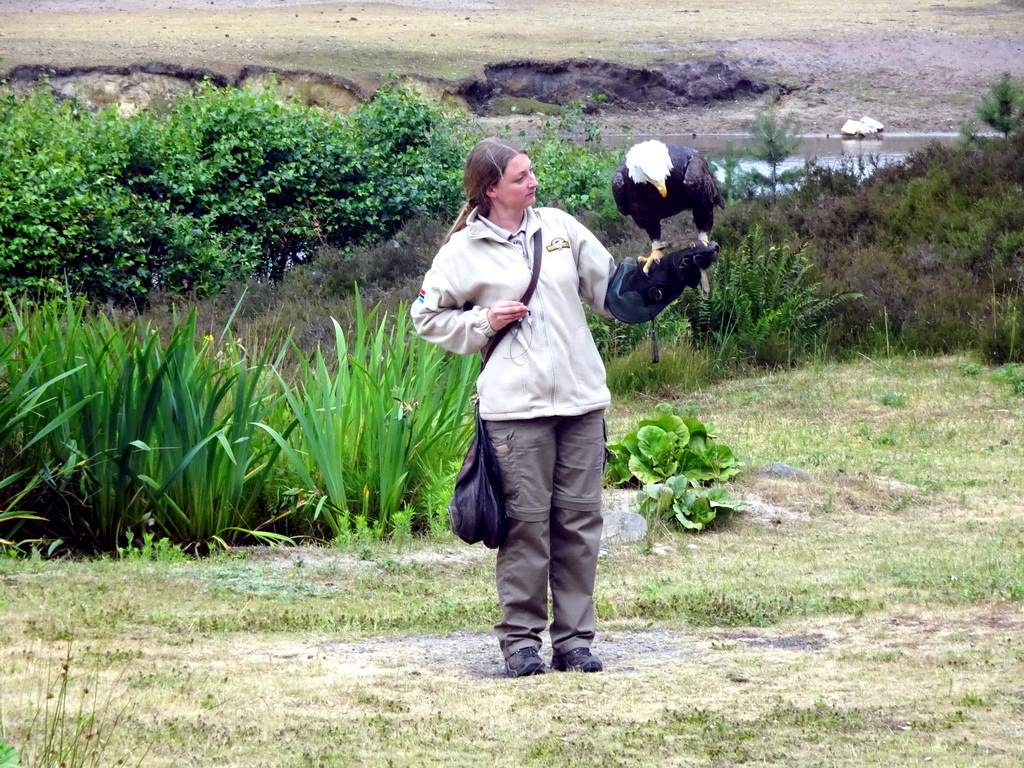 Zookeeper and Bald Eagle at the Safaripark Beekse Bergen, during the Birds of Prey Safari