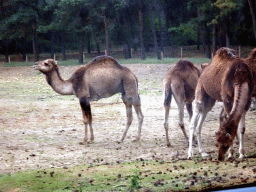 Dromedaries at the Safaripark Beekse Bergen, viewed from the car during the Autosafari