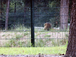 Lion at the Safaripark Beekse Bergen, viewed from the car during the Autosafari