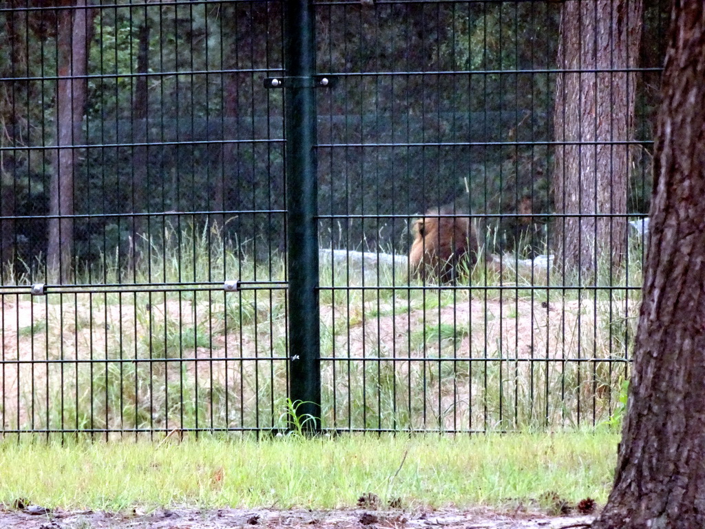 Lion at the Safaripark Beekse Bergen, viewed from the car during the Autosafari