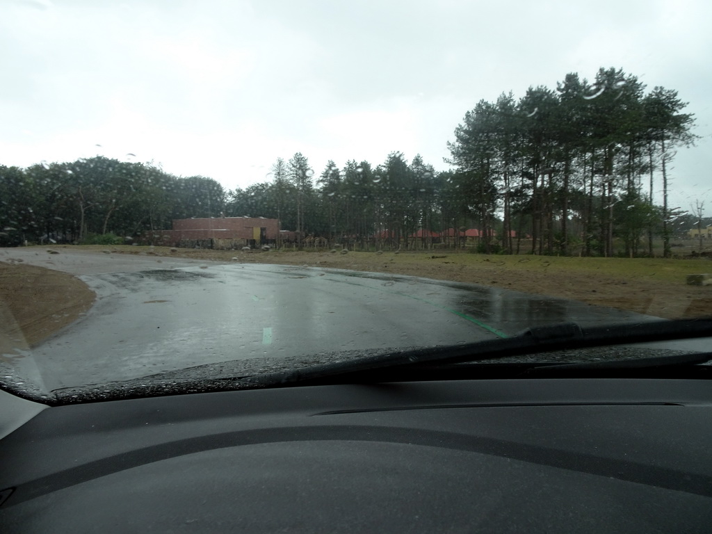 Rothschild`s Giraffes at the Safaripark Beekse Bergen, viewed from the car during the Autosafari