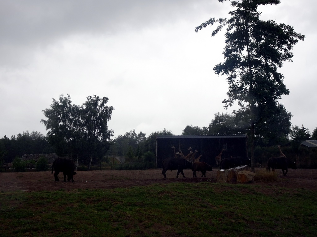 Rothschild`s Giraffes and African Buffalos at the Safaripark Beekse Bergen, viewed from the car during the Autosafari