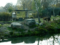 Truck and Lions at the Safaripark Beekse Bergen, viewed from the car during the Autosafari