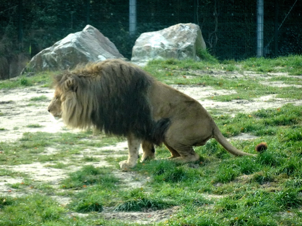 Lion at the Safaripark Beekse Bergen, viewed from the car during the Autosafari
