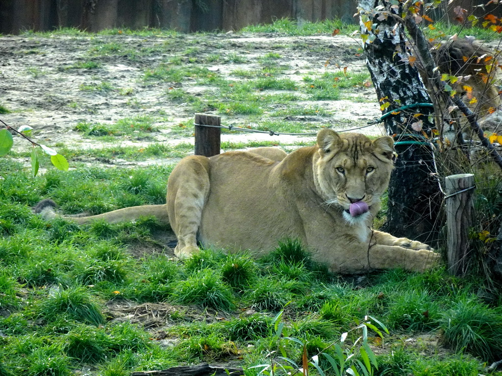 Lions at the Safaripark Beekse Bergen, viewed from the car during the Autosafari