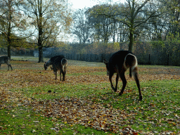 Waterbucks at the Safaripark Beekse Bergen, viewed from the car during the Autosafari