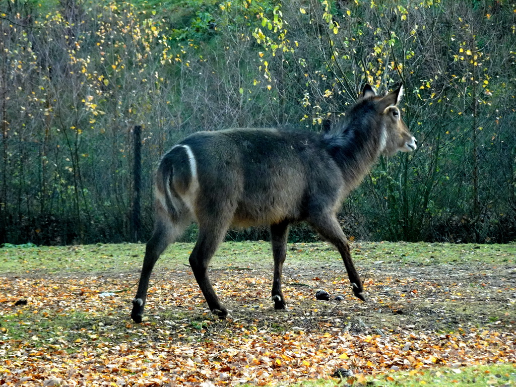 Waterbuck at the Safaripark Beekse Bergen, viewed from the car during the Autosafari