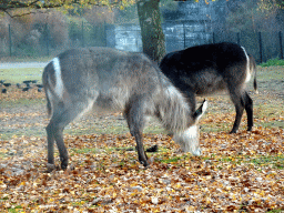 Waterbucks at the Safaripark Beekse Bergen, viewed from the car during the Autosafari