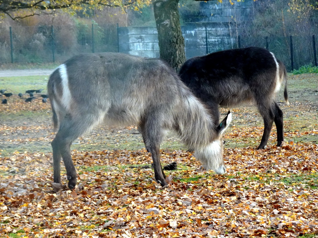 Waterbucks at the Safaripark Beekse Bergen, viewed from the car during the Autosafari