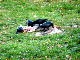 Crows eating from a carcass at the Safaripark Beekse Bergen, viewed from the car during the Autosafari