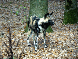 African Wild Dog at the Safaripark Beekse Bergen, viewed from the car during the Autosafari