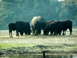 Square-lipped Rhinoceros and African Buffalos at the Safaripark Beekse Bergen, viewed from the car during the Autosafari