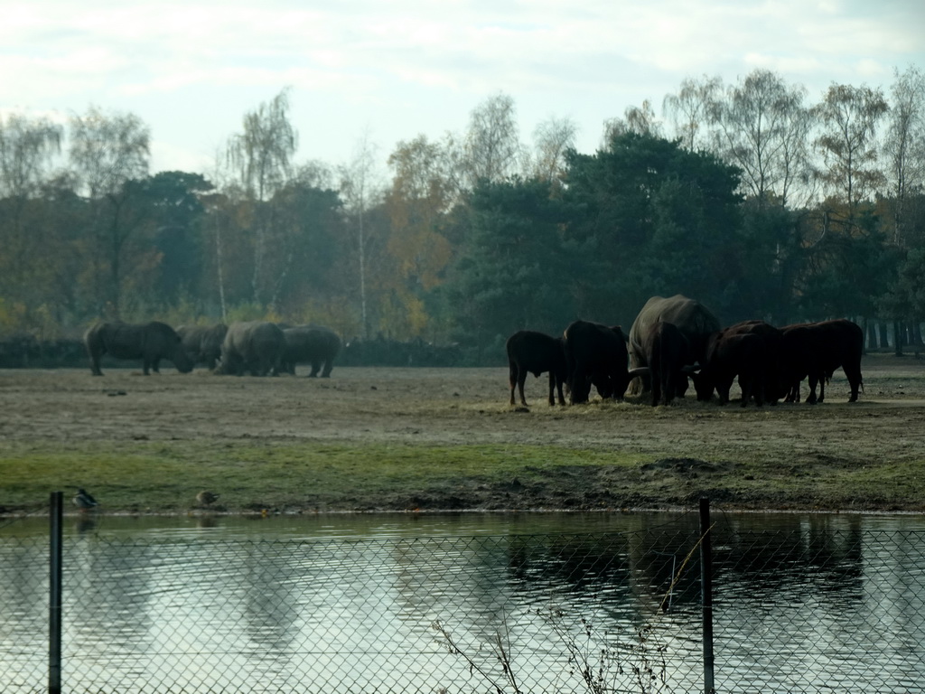 Square-lipped Rhinoceroses and African Buffalos at the Safaripark Beekse Bergen, viewed from the car during the Autosafari