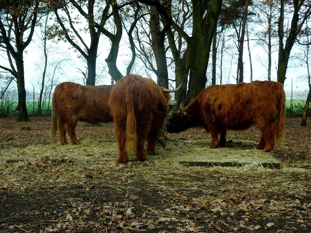 Highland Cattle at the Safaripark Beekse Bergen, viewed from the car during the Autosafari