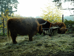 Highland Cattle at the Safaripark Beekse Bergen, viewed from the car during the Autosafari