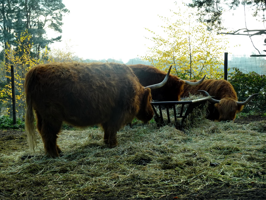 Highland Cattle at the Safaripark Beekse Bergen, viewed from the car during the Autosafari