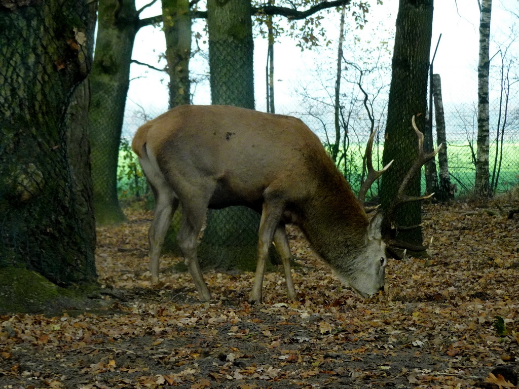 Père David`s Deer at the Safaripark Beekse Bergen, viewed from the car during the Autosafari