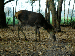 Père David`s Deer at the Safaripark Beekse Bergen, viewed from the car during the Autosafari