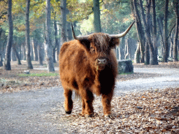 Highland Cattle at the Safaripark Beekse Bergen, viewed from the car during the Autosafari