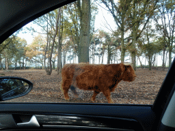 Highland Cattle at the Safaripark Beekse Bergen, viewed from the car during the Autosafari